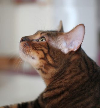 Toyger cat