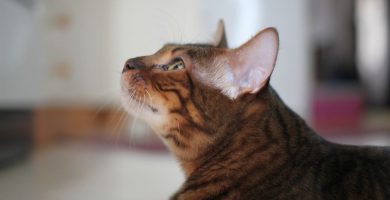 Toyger cat