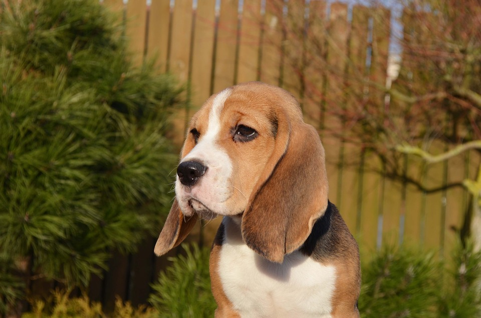 Beagle2