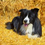 border-collie10