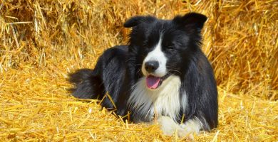 border-collie10