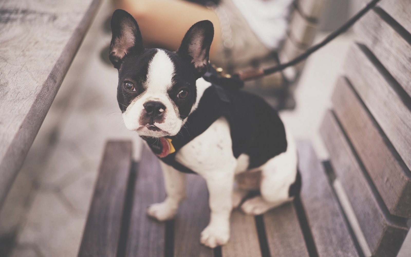 【Boston Terrier 】 History, photos and more 【2020】