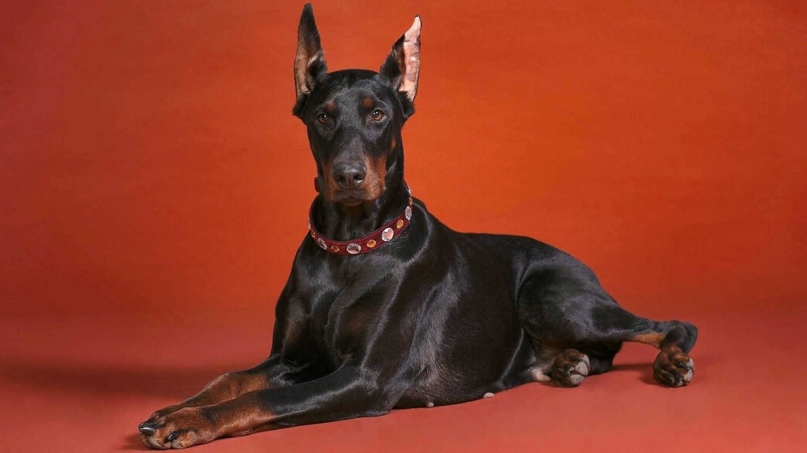 【Doberman 🐾 】 - History, photos and more - 【2024】