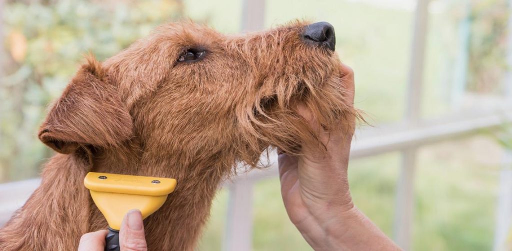 how to brush a dog3