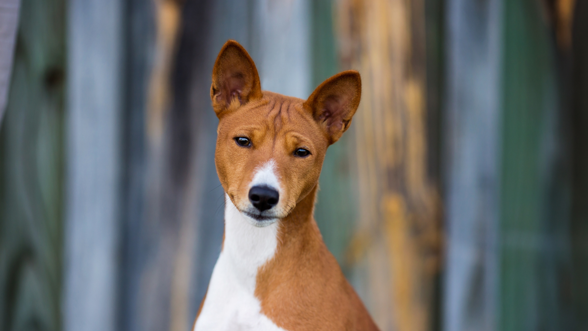 basenji dog