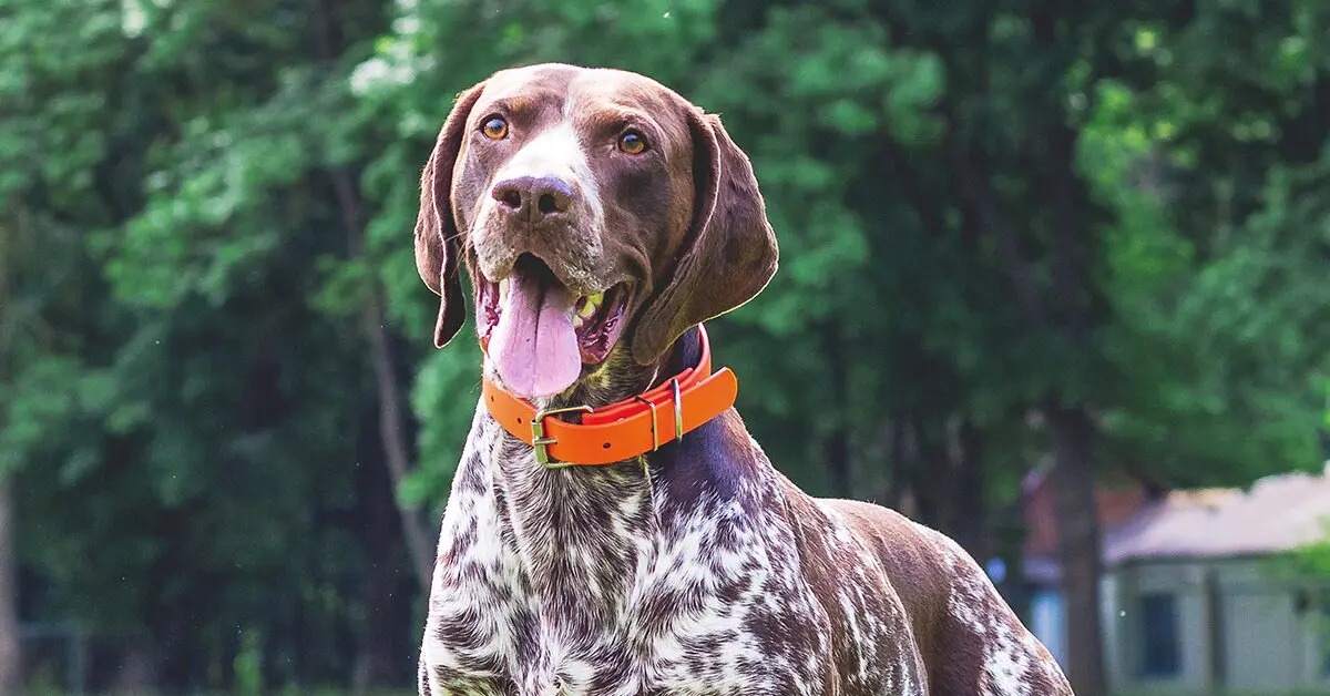 Pointer Instructinal German Shorthaired Pointer 🐾 - Complete Guide to Temperament, Health ...