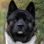 American Akita