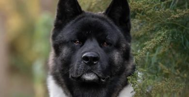 American Akita