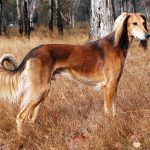 Saluki dog