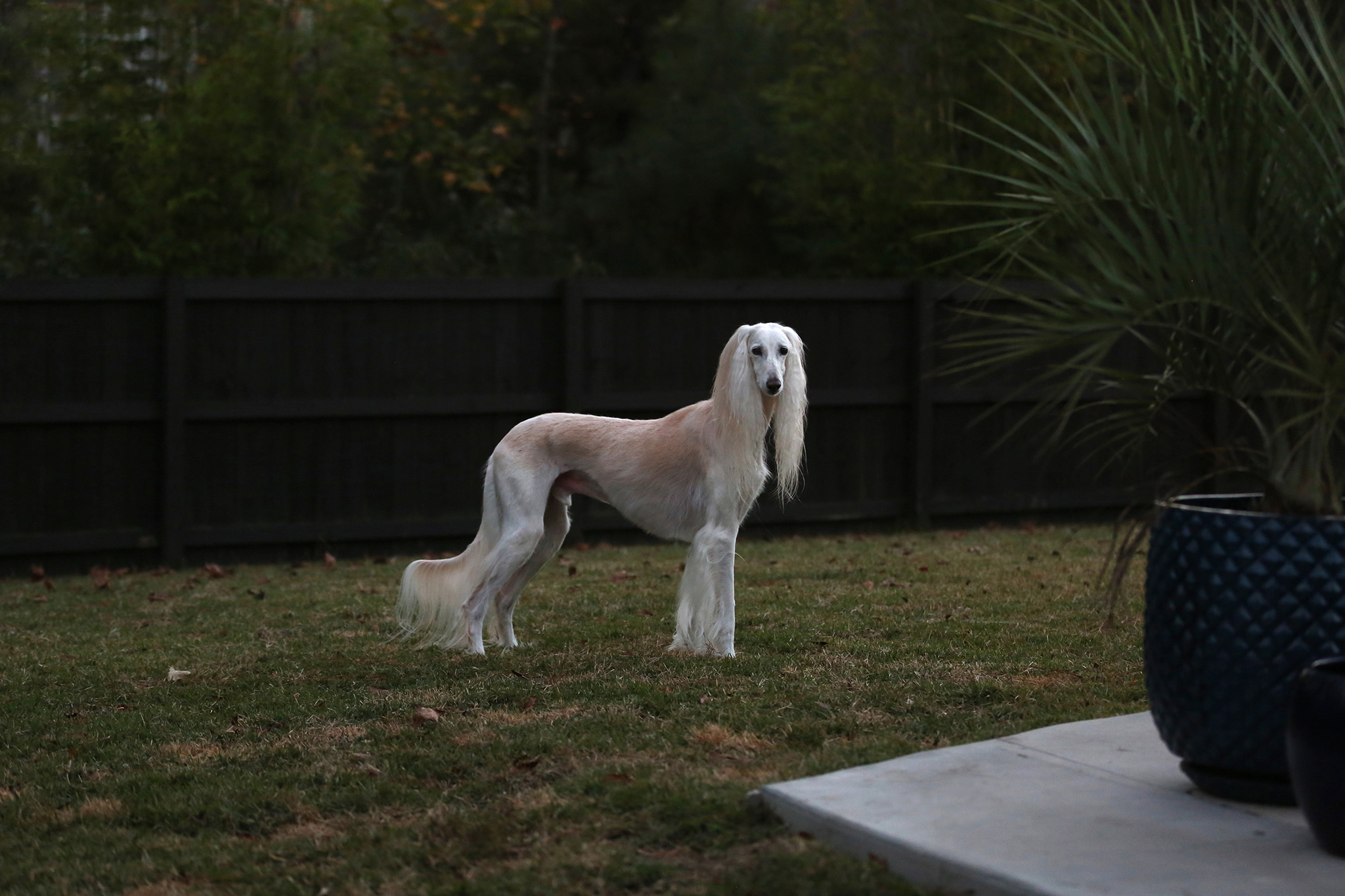 Saluki