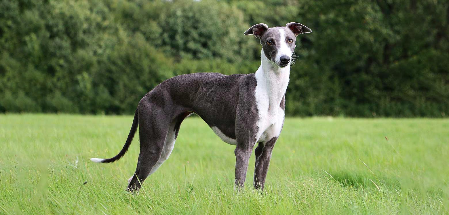 Whippet medium dog breed