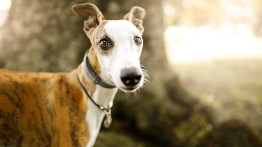 Whippet dog