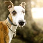 Whippet dog