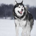 Alaskan-Malamute