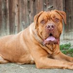 Dogue de Bordeaux