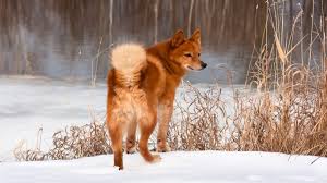 Finnish-Spitz