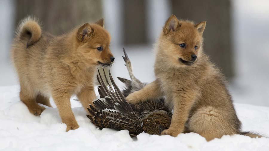 Finnish-Spitz