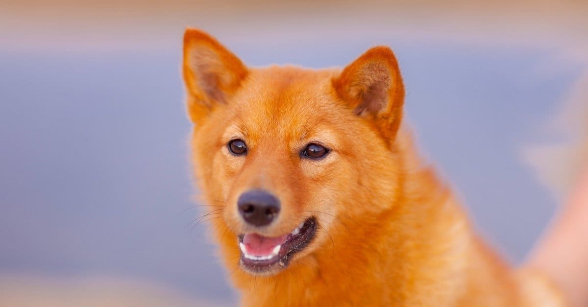 Finnish-Spitz4