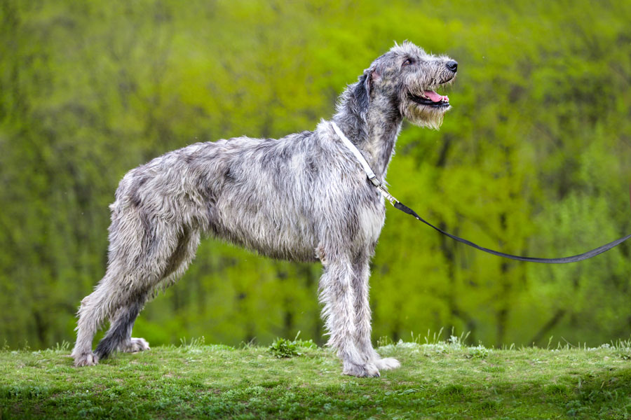 Irish Wolfhound