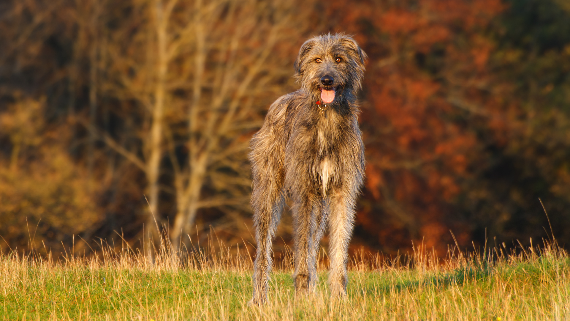 Irish Wolfhound