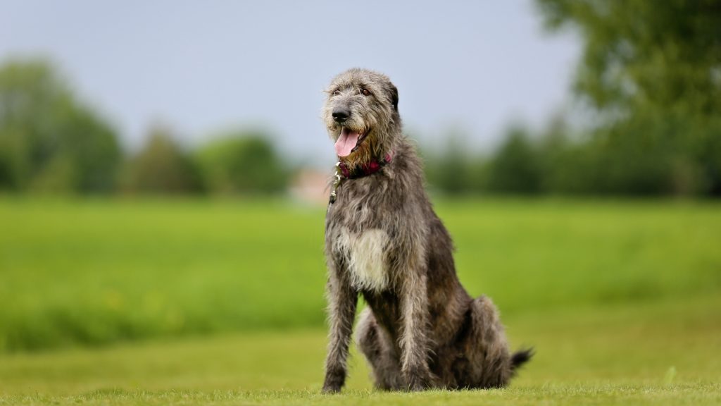 Irish Wolfhound