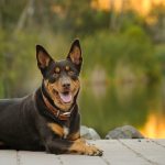 Australian Kelpie