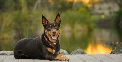 Australian Kelpie