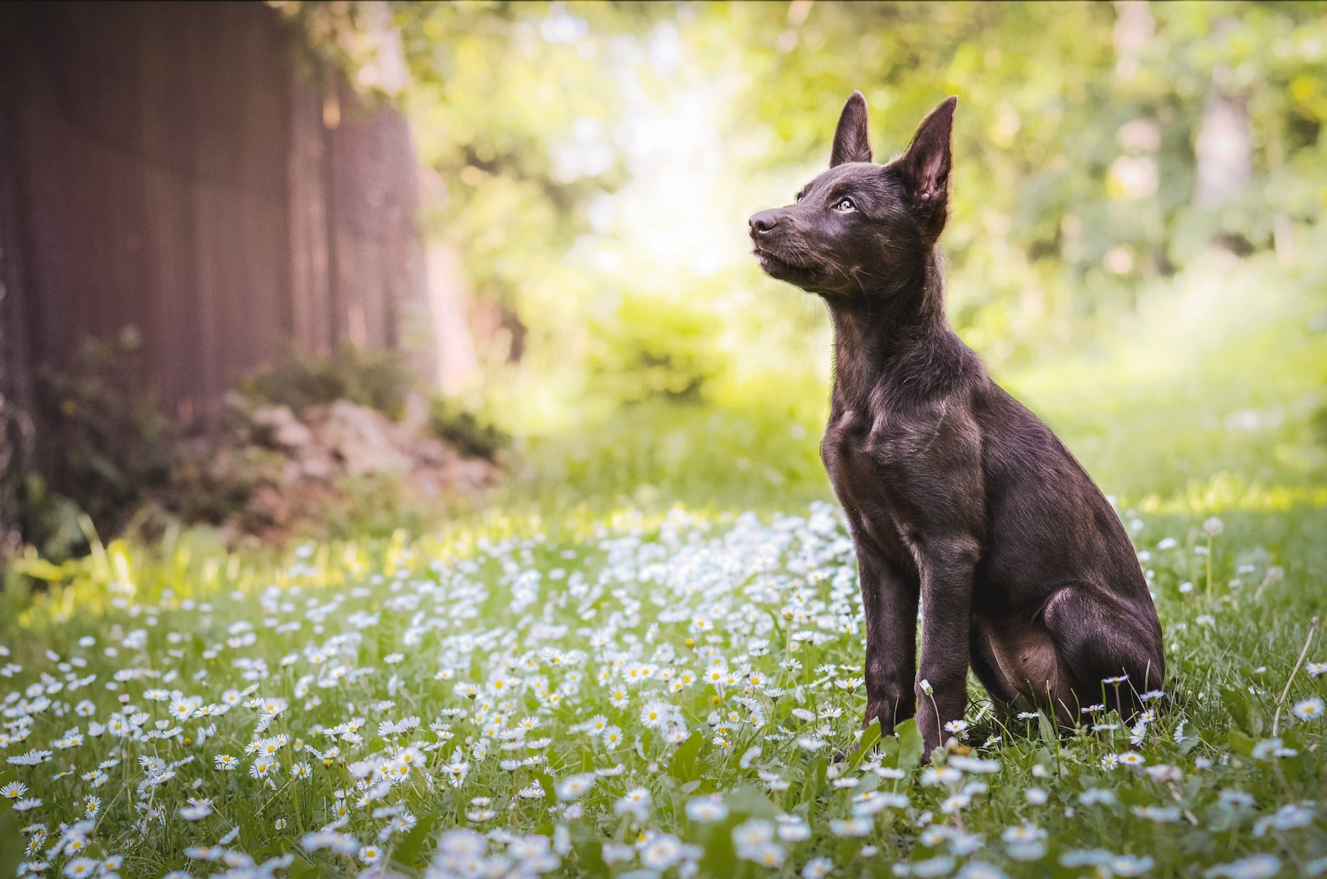 Australian Kelpie