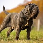 Neapolitan Mastiff