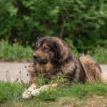 How Šarplaninac Guardians Are Helping Revive Traditional Transhumance Routes Across the Balkans
