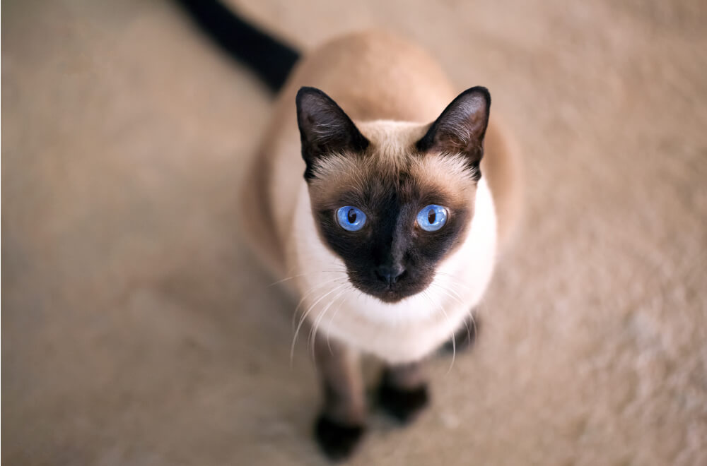 Siamese cat