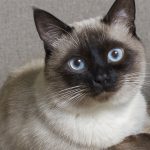 Siamese cat