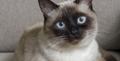 Siamese cat