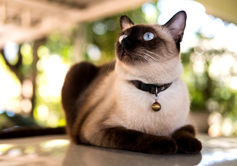 Siamese cat