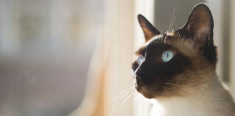 Siamese cat