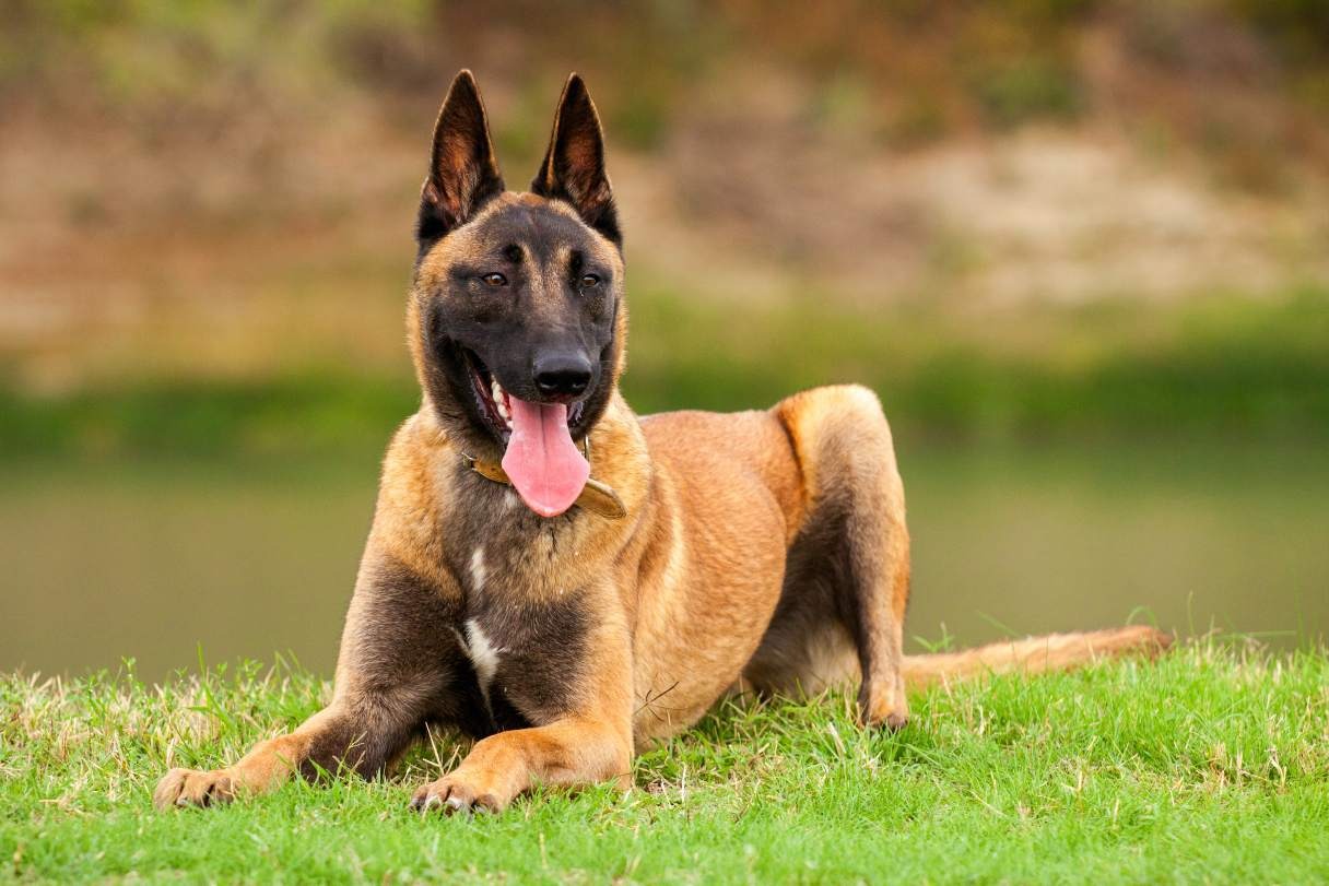 Belgian Malinois