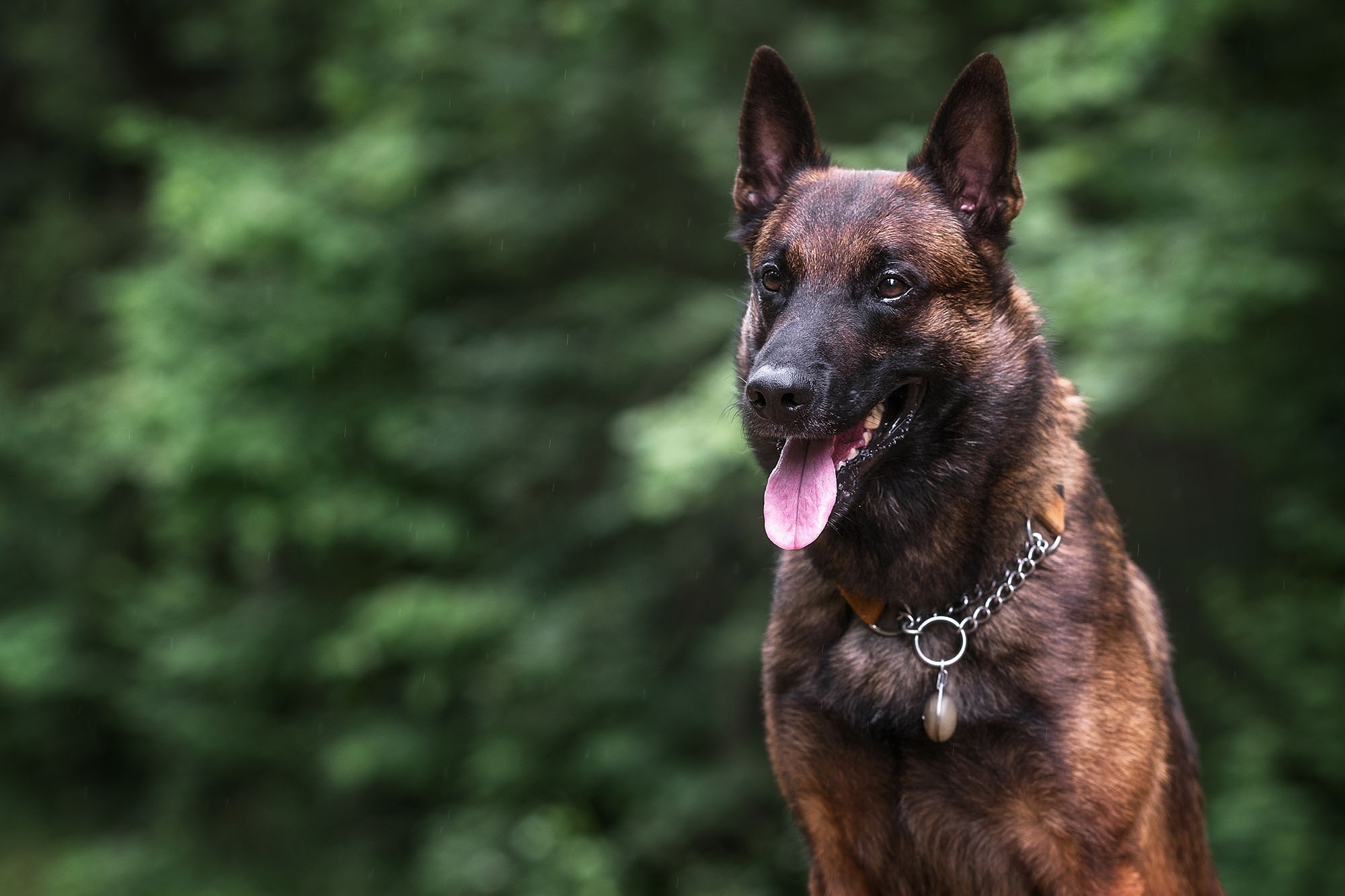 Belgian Malinois