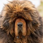 Tibetan-Mastiff