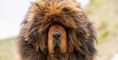 Tibetan-Mastiff